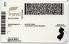 Small Size United States New Jersey Fake ID - View 2 - High Quality Scannable ID